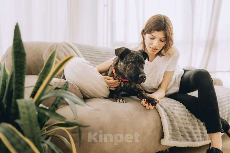 Собаки в Москве: Молодая девочка метис породы алано эспаньол ищет дом Девочка, 1 руб. - фото 2