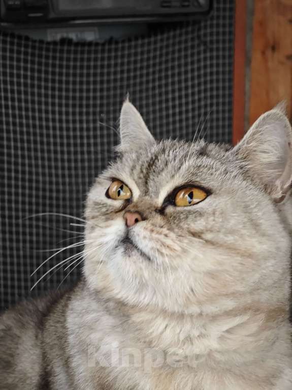 Кошки в Уфе: Красивая шотландская кошка в дар Девочка, Бесплатно - фото 3