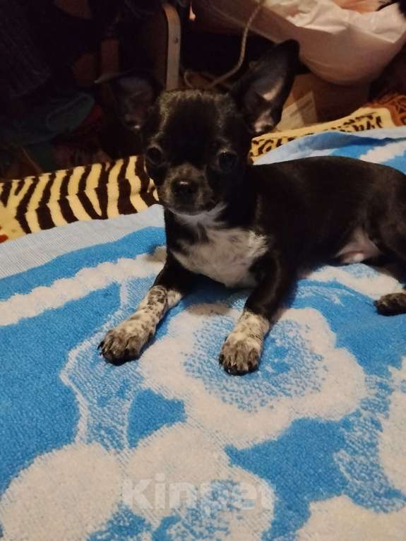 Собаки в Орле: Душевный мальчик, чорного цвета Мальчик, 25 000 руб. - фото 1