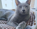 Кошки в Новосибирске: Котенок русской голубой  Девочка, 40 000 руб. - фото 3