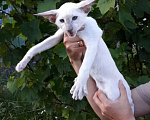 Кошки в Калининграде: Предлагаю ориентального котёнка Девочка, 30 000 руб. - фото 3
