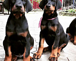 Собаки в Краснодаре: Высокопродные щенки добермана, 50 000 руб. - фото 4