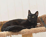 Кошки в Кумертау: Черная Вишенка 8 месяцев, Бесплатно - фото 3