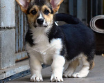 Собаки в Самаре: Питомник «ХАРВИТ ДЕ САМ» предлагает щенка Вельш корги пемброк. Девочка, 50 000 руб. - фото 1