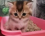 Кошки в Самаре: Золотой котик, 10 000 руб. - фото 1