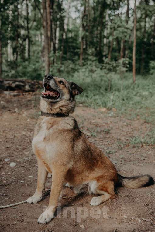 Собаки в Москве: Амулет Мальчик, Бесплатно - фото 7