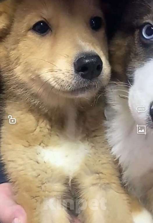 Собаки в Лосином-Петровском: Якутята из ппбж Мальчик, Бесплатно - фото 2