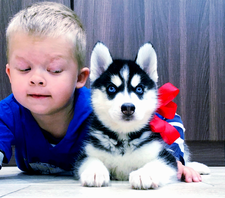 Собаки в Пскове: Хаски Щенки Разных окрасов Разнополые, Бесплатно - фото 1