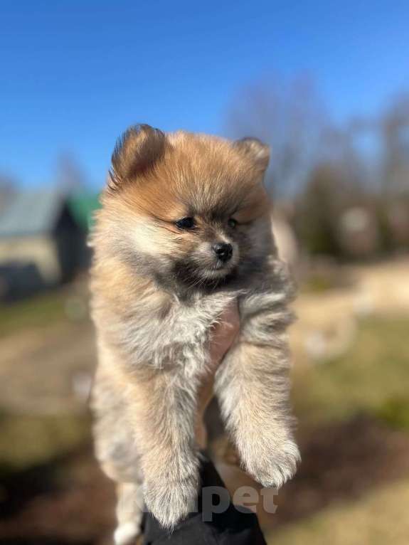 Собаки в других городах Липецкой области: Мальчик Мальчик, 10 000 руб. - фото 2
