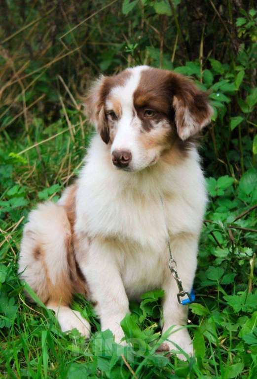 Собаки в Москве: Щенок Австралийской овчарки, Аусси  Мальчик, 75 000 руб. - фото 5