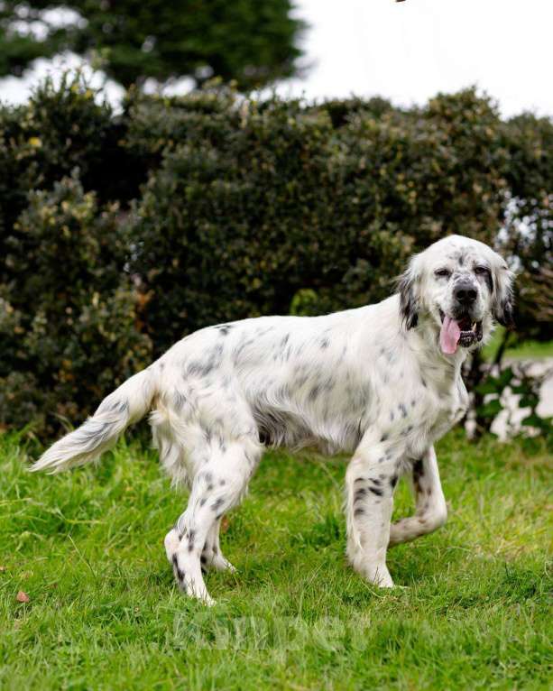 Собаки в Москве: Английский сеттер Каспер ищет дом. Мальчик, Бесплатно - фото 8