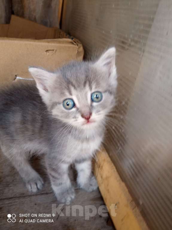 Кошки в других городах Свердловской области: игривого котика в добрые руки Мальчик, Бесплатно - фото 3