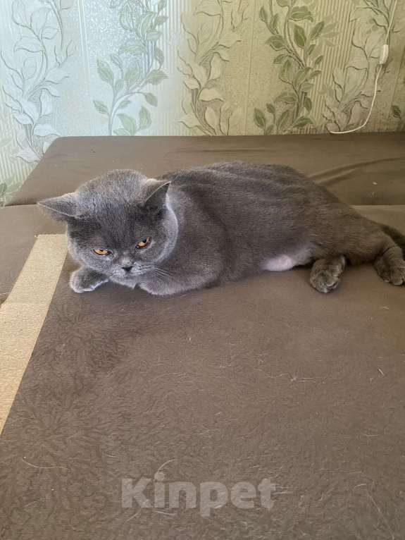 Кошки в Нижнем Новгороде: Пропала кошка в Нижнем Новгороде Девочка, Бесплатно - фото 2