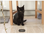 Кошки в Москве: Котенок в добрые руки Мальчик, Бесплатно - фото 3