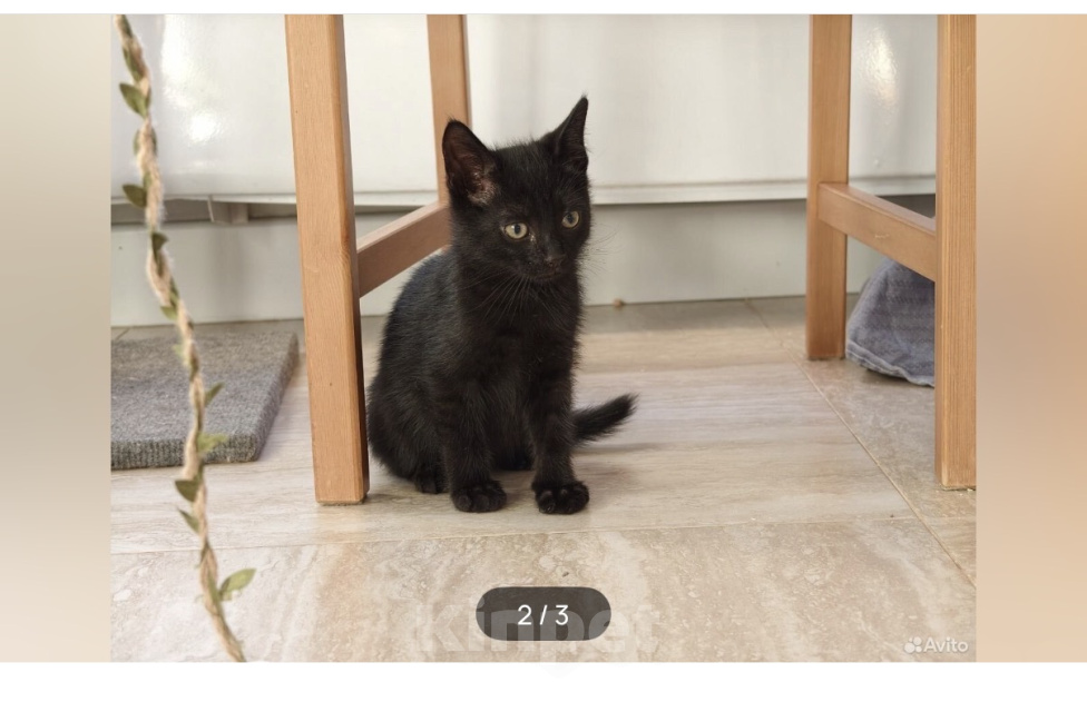 Кошки в Москве: Котенок в добрые руки Мальчик, Бесплатно - фото 3