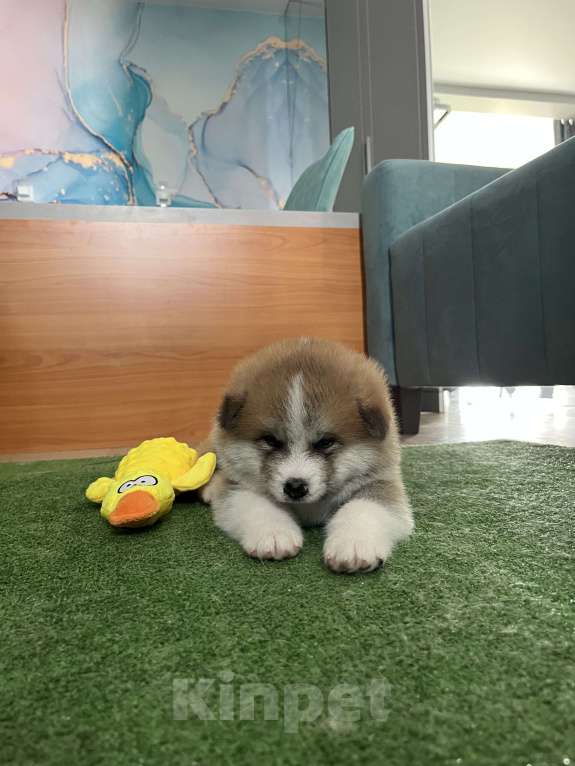 Собаки в Москве: Мальчик сын Чемпиона России ищет себе любящих хозяев  Мальчик, 130 000 руб. - фото 3