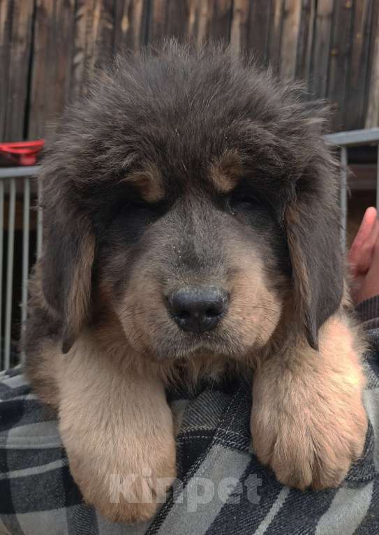 Собаки в Екатеринбурге: Щенки тибетского мастифа Девочка, 30 000 руб. - фото 1