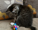Кошки в Нижнем Новгороде: Котенок в добрые руки Девочка, Бесплатно - фото 4