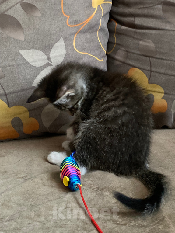 Кошки в Нижнем Новгороде: Котенок в добрые руки Девочка, Бесплатно - фото 4