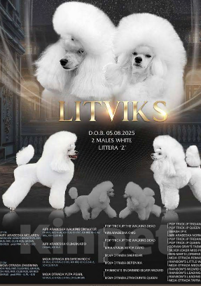 Собаки в Санкт-Петербурге: Высокопородный белый кобель Мальчик, Бесплатно - фото 4