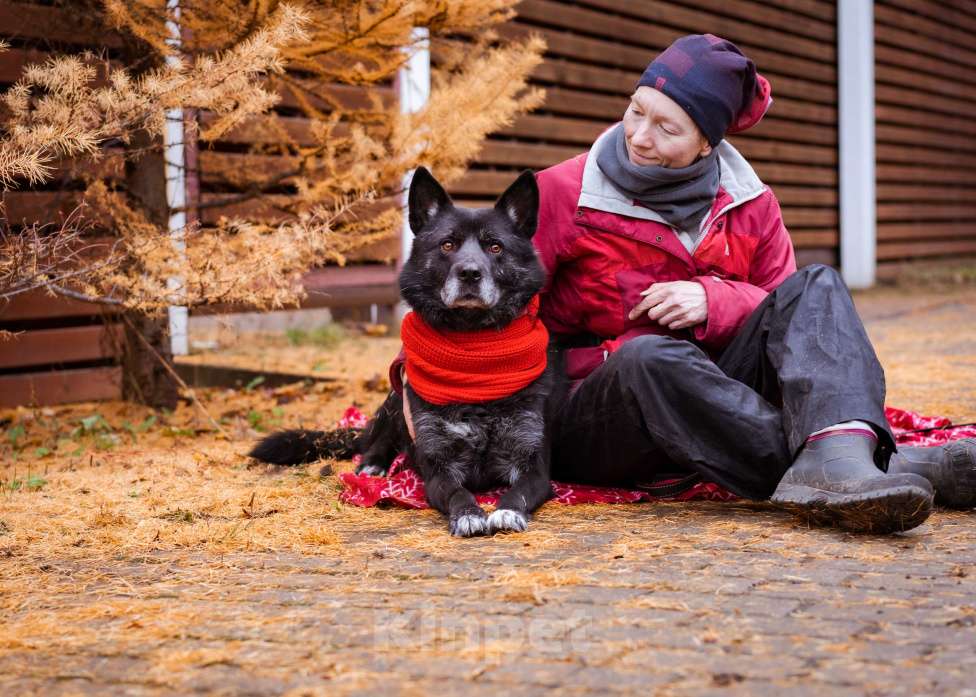 Собаки в Москве: Собака из приюта в добрые руки Мальчик, Бесплатно - фото 9