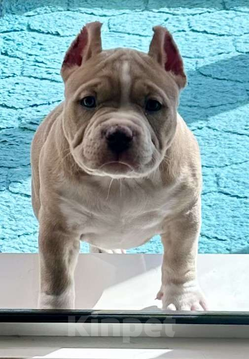 Собаки в Лыткарино: Американский Булли Девочка, 200 000 руб. - фото 3