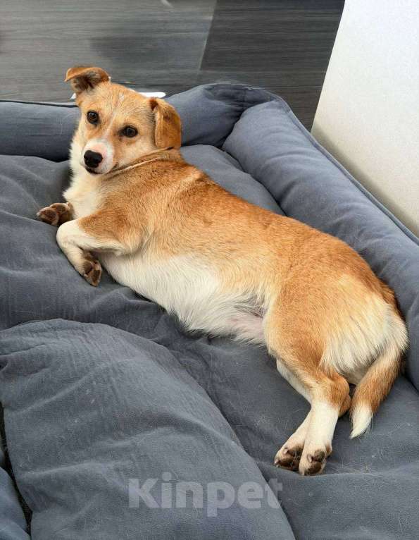 Собаки в Рузе: Бэтти в добрые руки Девочка, Бесплатно - фото 6