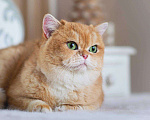 Кошки в Москве: Британский котенок Брусника Девочка, 60 000 руб. - фото 4