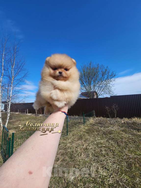 Собаки в Москве: 100% померанский шпиц типажная девочка Девочка, Бесплатно - фото 2