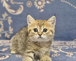 Кошки в Ростове-на-Дону: Шотландские прямоухие котята Разнополые, 8 000 руб. - фото 4