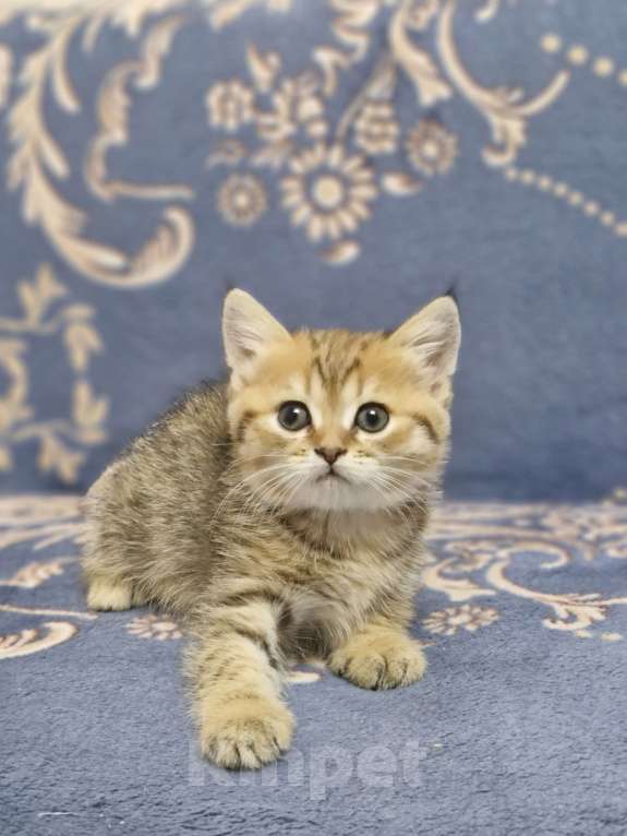 Кошки в Ростове-на-Дону: Шотландские прямоухие котята Разнополые, 8 000 руб. - фото 4