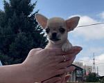 Собаки в Новосибирске: щенок  чихуа  в домашние любимцы Девочка, Бесплатно - фото 4