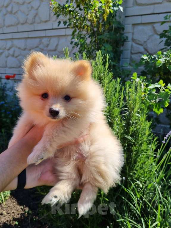 Собаки в Симферополе: Немецкий шпиц Мальчик, 25 000 руб. - фото 3