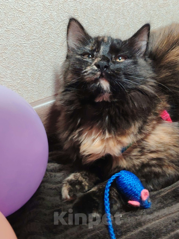 Кошки в Тамбове: Замечательная Марго Девочка, Бесплатно - фото 5