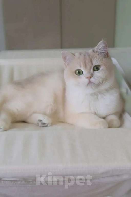 Кошки в Санкт-Петербурге: Британская голубая золотая шиншилла Девочка, 150 000 руб. - фото 7