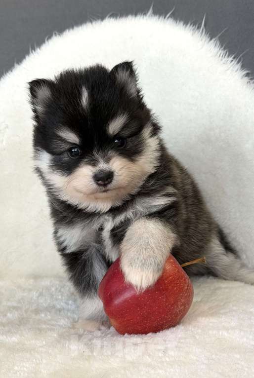 Собаки в Санкт-Петербурге: Девочка помски Девочка, 70 000 руб. - фото 6