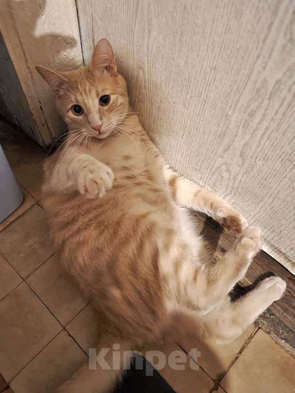 Кошки в Москве: Рыженькое солнышко Санчо, молодой котик ищет дом Мальчик, 10 руб. - фото 4