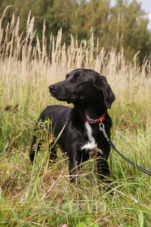 Собаки в Москве: Берта Девочка, Бесплатно - фото 17