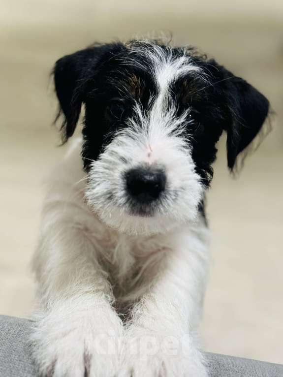 Собаки в Южном-Сахалинске: Щенок Джек-рассел-терьера Мальчик, 60 000 руб. - фото 5