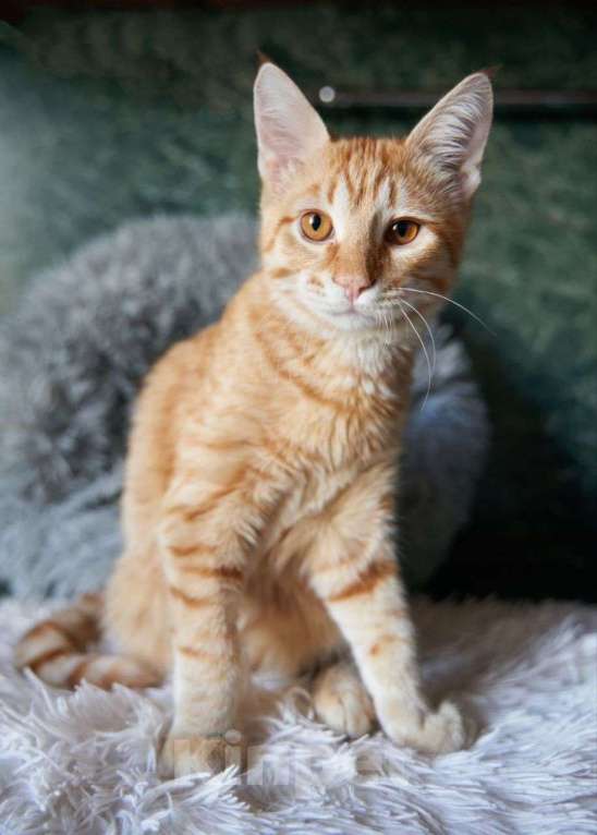 Кошки в Москве: Рыжий котенок в добрые руки  Мальчик, Бесплатно - фото 2