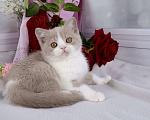 Кошки в Мурином: Британский котик окраса лиловый биколор Мальчик, 30 000 руб. - фото 8