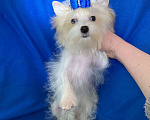 Собаки в Москве: Эксклюзивный белый йорк с голубыми глазами девочка Девочка, 130 000 руб. - фото 7