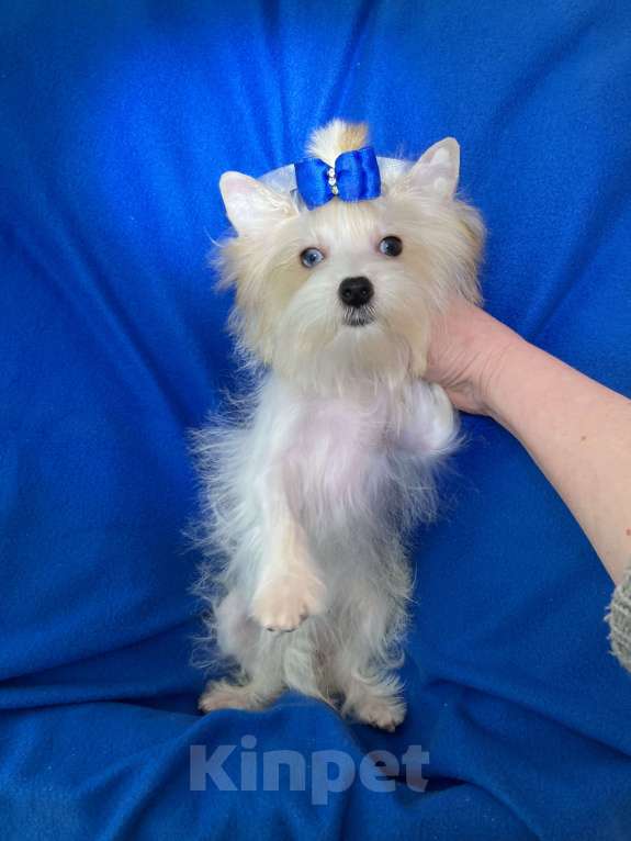 Собаки в Москве: Эксклюзивный белый йорк с голубыми глазами девочка Девочка, 130 000 руб. - фото 7