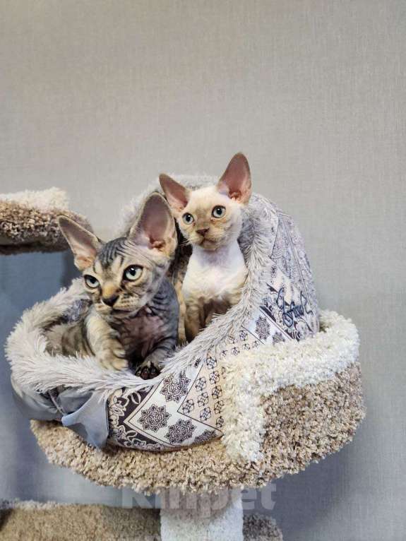 Кошки в Казани: Котенок Адам Мальчик, 80 000 руб. - фото 5