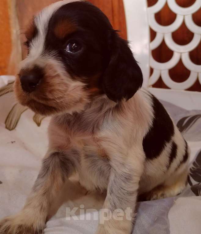 Собаки в Москве: Русский охотничий спаниель Девочка, 45 000 руб. - фото 4