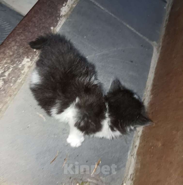 Кошки в других городах Московской области: Пушистая девочка 3 недели Девочка, Бесплатно - фото 3