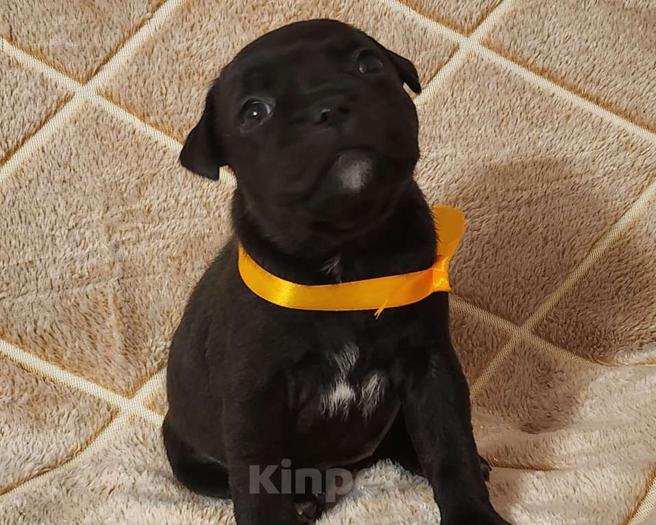 Собаки в Туле: Стаффорлширский бультерьер  Девочка, 50 000 руб. - фото 8