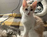 Кошки в Москве: Доиашний котенок-девочка в дар Девочка, Бесплатно - фото 5