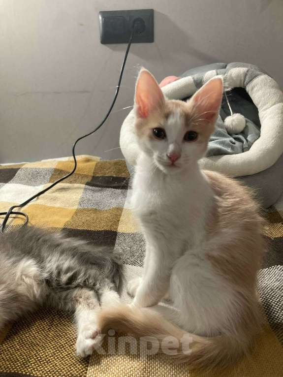 Кошки в Москве: Доиашний котенок-девочка в дар Девочка, Бесплатно - фото 5
