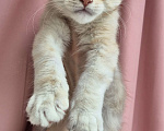 Кошки в Санкт-Петербурге: Мейн кун Nico Мальчик, Бесплатно - фото 2